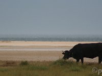 2 tarifa castillo frontera (4)